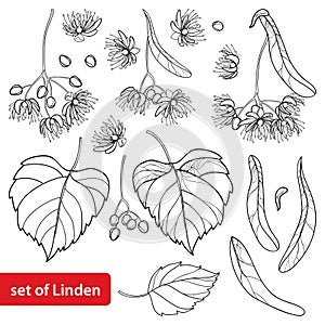 Vector set with outline Linden or Tilia or Basswood flower bunch, bract, fruit and ornate leaf in black isolated on white.