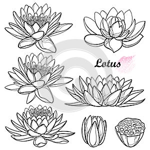 Vector set of outline Lotos or water lily flower, bud and seed pod in black isolated on white background.