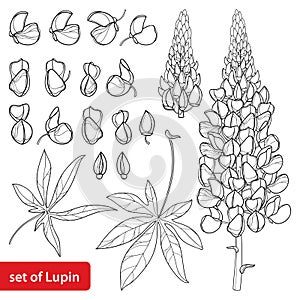 Vector set with outline Lupin or Lupine or Bluebonnet flower bunch, bud and ornate leaves in black isolated on white background.