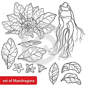 Vector set of outline Mandragora officinarum or Mediterranean mandrake flower bunch, leaf and root in black isolated on white.