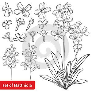 Vector set of outline Matthiola or Brompton stock flower, bud and leaves in black isolated on white background.