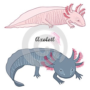 Vector set of outline Mexican axolotl or walking fish in black and albino isolated on white background.