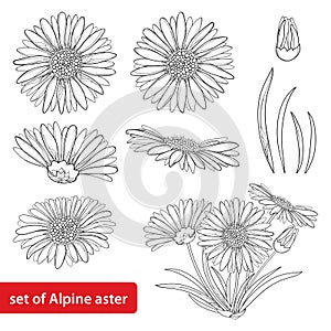 Vector set with outline open Alpine aster flower, bud and leaf isolated on white background. Ornamental Alpine mountain flower.