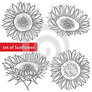 Vector set with outline open Sunflower or Helianthus flower isolated on white background. Floral elements in contour style.