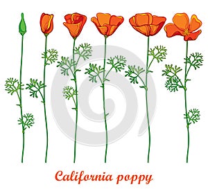 Vector set with outline orange California poppy flower or California sunlight or Eschscholzia, green leaf and bud isolated. photo