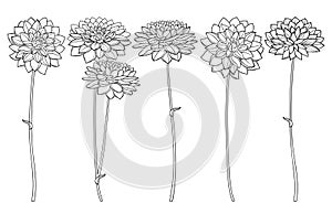 Vector set with outline ornate Dahlia or Dalia flower bunch in black isolated on white background. Contour ornamental plant Dahlia