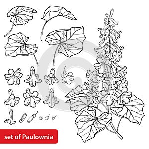 Vector set of outline Paulownia tomentosa or princesstree or kiri flower bunch, bud and leaves in black isolated on white.