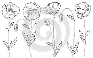 Vector set with outline Poppy flower, bud and leaves in black isolated on white background. Floral elements in contour style.