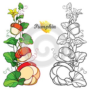 Vector set with outline Pumpkin vine with flower, ornate leaf in black isolated on white background. Contour Pumpkin vegetable.