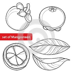 Vector set with outline Purple Mangosteen or Garcinia mangosteen fruit and leaf in black isolated on white. Exotic fruit. photo