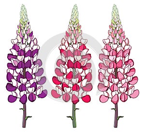 Vector set with outline red and pink Lupin or Lupine or Bluebonnet ornate flower bunch with bud isolated on white background.