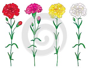 Vector set with outline red, pink, pastel white and yellow Carnation or Clove flower, bud and leaf isolated on white background.