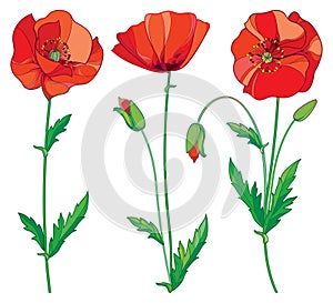 Vector set with outline red Poppy flower, bud and green leaves isolated on white background. Floral elements in contour style.