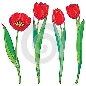 Vector set with outline red tulips flowers and green leaves isolated on white. Template with floral elements for spring design.