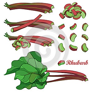 Vector set with outline Rhubarb or Rheum vegetable in red and green isolated on white background. Contour cut and whole pieces.