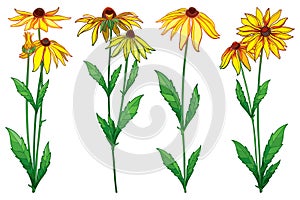 Vector set with outline Rudbeckia hirta or black-eyed Susan flower bunch, ornate green leaf and bud in yellow isolated on white.