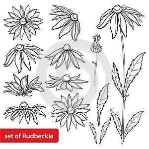 Vector set with outline Rudbeckia hirta or black-eyed Susan flower bunch, ornate leaf and bud in black isolated on white back. photo