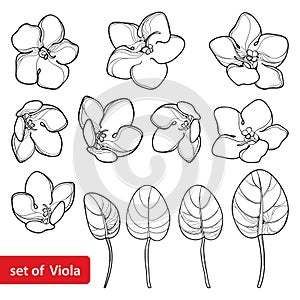 Vector set with outline Saintpaulia or African violet flower and leaf in black isolated on white background. Viola flowers.