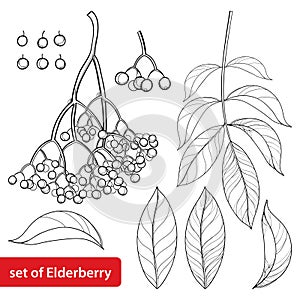 Vector set with outline Sambucus nigra or black elder or elderberry, bunch, berry and leaves isolated on white background.