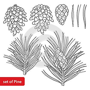 Vector set with outline Scots pine or Pinus sylvestris tree. Branch, pine and cones in black isolated on white background. photo