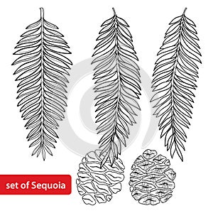 Vector set with outline Sequoia or California redwood in black isolated on white background. Coniferous tree with pine and cone. photo