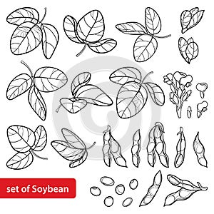 Vector set with outline Soybean or Soy bean pods with beans, flower and ornate leaf in black isolated on white background.