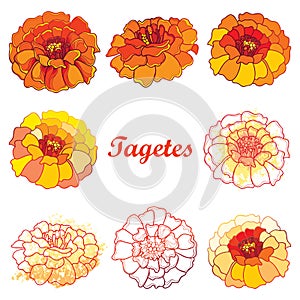 Vector set with outline Tagetes or Marigold flower.