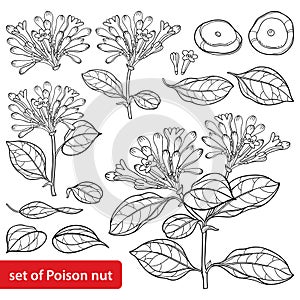 Vector set of outline toxic Strychnos nux-vomica or strychnine tree flower bunch, leaf and seeds in black isolated on white.