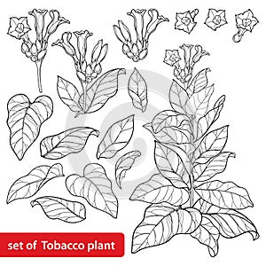 Vector set of outline toxic Tobacco plant or Nicotiana flower bunch, bud and leaf in black isolated on white background. photo