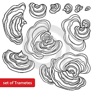 Vector set with outline Trametes or Coriolus versicolor or Turkey tail mushroom in black isolated on white background.