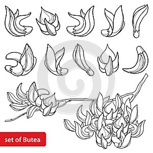 Vector set of outline tropical Butea or forest flame or bastard teak tree flower bunch and bud in black isolated on white.