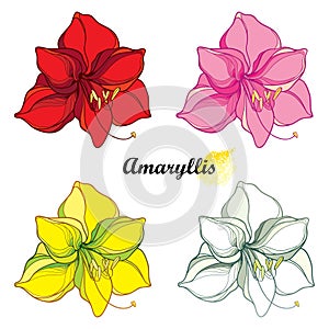 Vector set of outline tropical open Amaryllis or belladonna Lily flower and petal in red, yellow, pink and white isolated on white