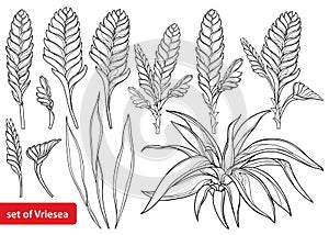 Vector set with outline tropical Vriesea flower bunch, bud and leaves in black isolated on white background.