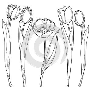 Vector set with outline tulips flowers isolated on white. Tulip flower in contour style.