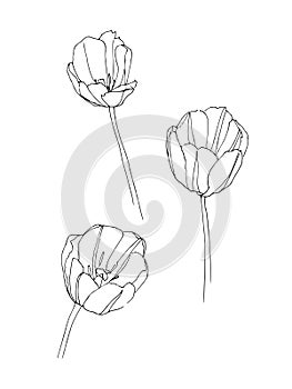 Vector set with outline tulips flowers. Sketch style.