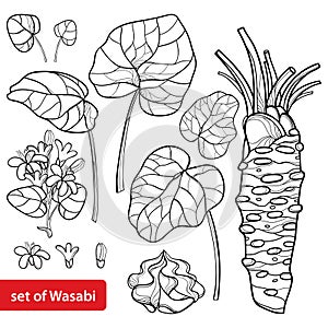 Vector set of outline Wasabi or Japanese horseradish, leaf, root, raw and flower in black isolated on white background.