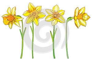 Vector set with outline yellow narcissus or daffodil flowers isolated on white. Ornate floral elements for spring design.