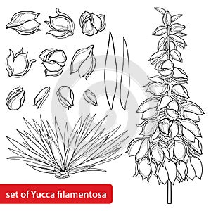 Vector set of outline Yucca filamentosa or Adamâ€™s needle flower bunch, ornate bud and leaf in black isolated on white background