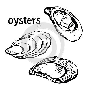 Vector set of painted oysters isolated on a white background