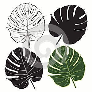 Vector set of palm leaves on white background. photo