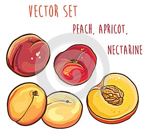 Vector set with peach, apricot, nectarine.