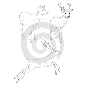 Vector Set of Sketch Deer Illusrations