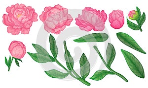 Vector set of peony flowers, bud, leaves, hand drawn sketch style. Isolated on white background.