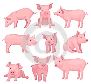 Vector set of pigs in different poses. Cute farm animal with pink skin, flat snout, hooves and big ears. Domestic