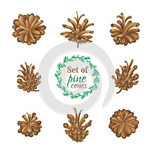 Vector set of pine cones isolated on white background.