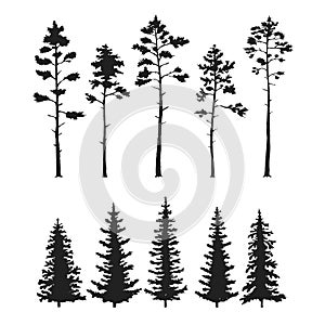 Vector set with pine trees isolated on white background