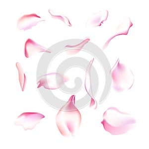 Vector set of pink falling rose and sakura petals. Blurred spring blossom petal set with decorative elements, stamen