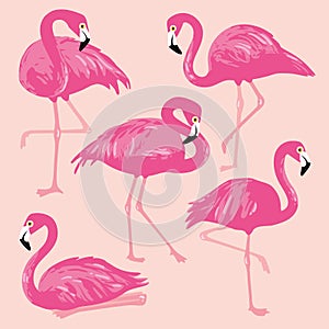 Vector set with pink flamingos. Hand Drawn illustration.
