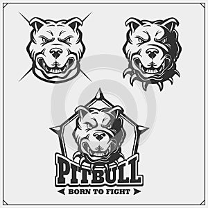 Vector set of pitbull heads. Sport club emblems and design elements.