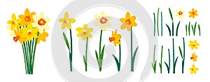 Vector set of positive floral illustrations isolated on white background. Early spring garden flowers. Yellow daffodils